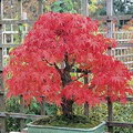 Acer Palmatum Diskoyio Bonsai